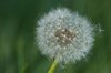 Dandelion clock: beautiful ball of dandelion