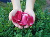 Rose petals  2: 