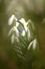 snowdrops: One of the first spring flowers