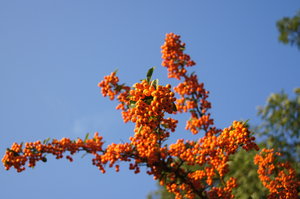 Golden firethorn: Pyracantha coccinea  - Evergreen, dense, fast growing shrub with ball-shaped fruits, which surround the young branches all along their length