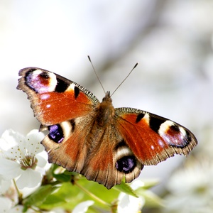 butterfly: The butterfly Inachis sp - Very popular in Polnad