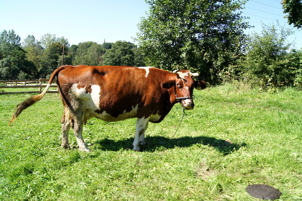 cow on a pasture: cow