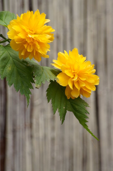 couple of yellow flowers: flowers of Keria japonica