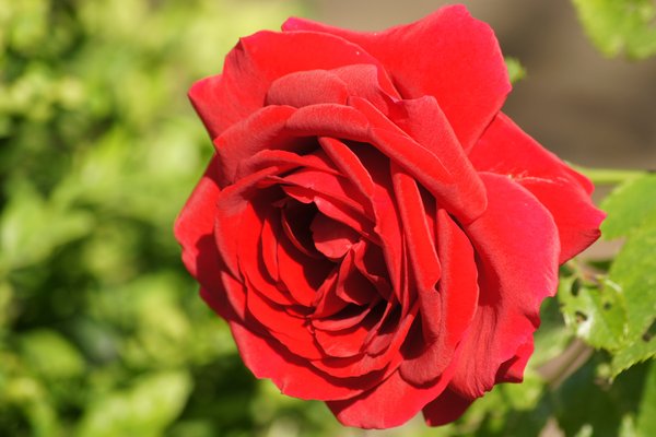 red rose: 