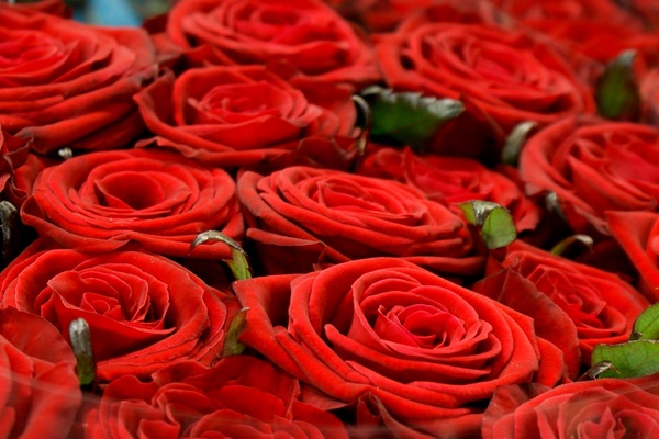 roses: Red Roses cv Red Naomi