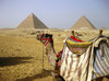 pyramids: camel near the Egyptian pyramids in the desert