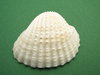 shell: no description