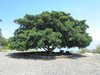 large tree: large tree in Capernaum, Israel