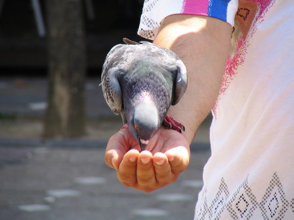 pigeon 6: child feeding pigeons in Timisoara citycenter