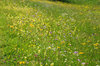 flower meadow: flower meadow