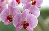 orchidee: orchidee