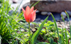 tulpen in mijn tuin: 