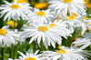summer daisys: summer daisys