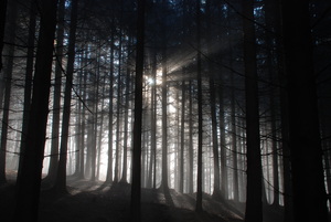 bosque oscuro: 