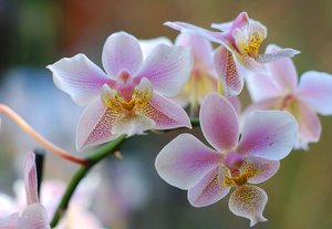 orquídeas: 