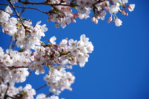 cherry blossoms: cherry blossoms