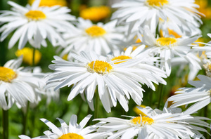 Sommer Daisys: 