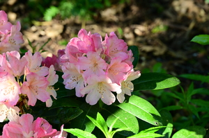 rhododendron: rhododendron