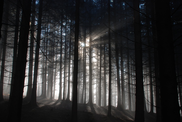 dark forest: dark forest