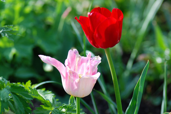 tulpen uit mijn tuin: 