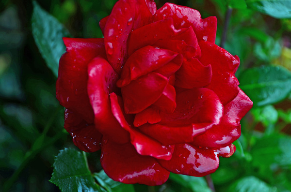 rain rose: rain rose