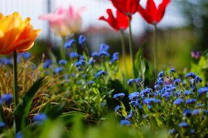 spring: Spring flowers.