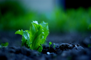 lettuce: Newly grown lettuce.