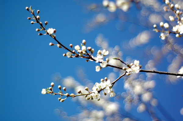 spring: Plum tree in bloom.
