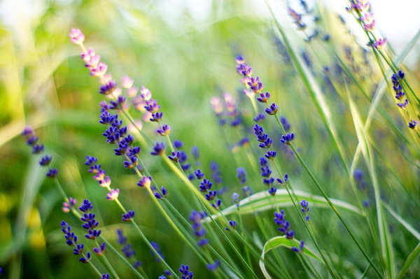lavender: Blooming lavender.