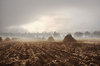 Harvested corn field: Shot of harvested corn field covered in mist, early morning