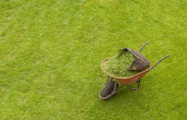 Wheelbarrow and grass: Wheelbarrow lying in lawn, filled with just-mowed grass