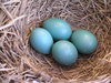 Robin eggs: Close up of a robins' nest in the backyard.