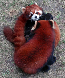 Red Panda or Lesser Panda: Couple of red pandas playing with each other.