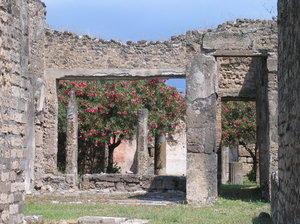 Pompeii garden: Blooming tree in a garden between the ruins of Pompeii, Italy.