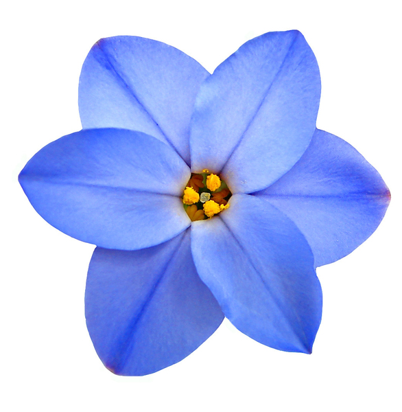 Blue Flower | Free stock photos - Rgbstock - Free stock images