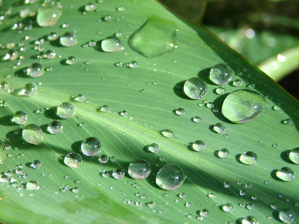 Raindrops: Raindrops on a Canna Leaf