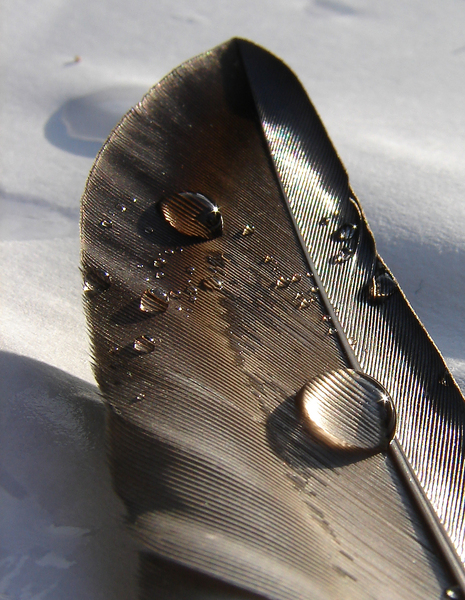 feather with water droplets: a feather with water droplets
