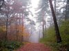 bosque de niebla: 