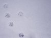 catwalk: catwalk - a cat's footprints on snow