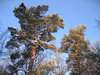 forest pines in winter: forest pines in winter