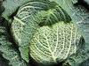 organic savoy cabbage texture : organic savoy cabbage texture 2