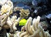 Vida marinha com uma espiga amarela: 