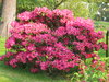 rododendron: 