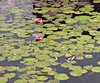 water lilys on a pond: water lilys on a pond