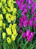 artificial tulips: artificial tulips