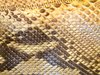 python skin: The Python belongs to the protected species.