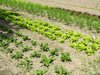 organic salad field 2: organic salad field 2