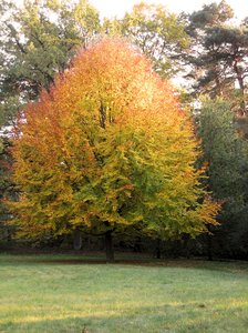 autumn tree: autumn tree