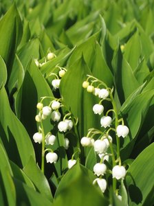 lilies of the valley: This flower is also known as Our Lady's tears since, according to Christian legend, the tears Mary shed at the cross turned to Lilies of the Valley.