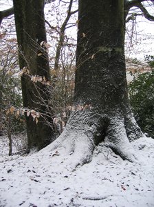 snowy tree: snowy tree